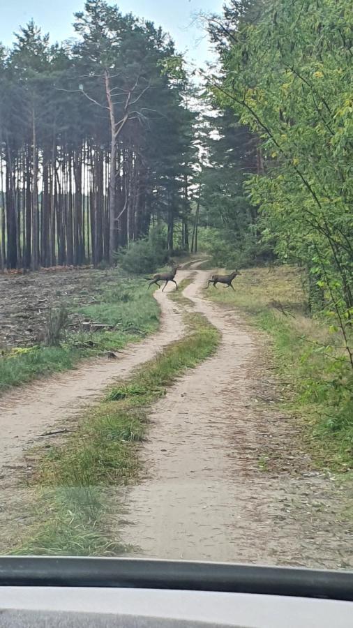 Domki Przy Obrze Skwierzyna Kültér fotó